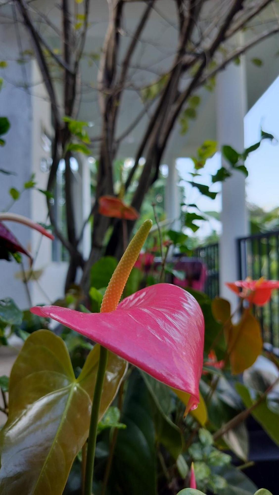 The Bliss Homestay Элла Экстерьер фото